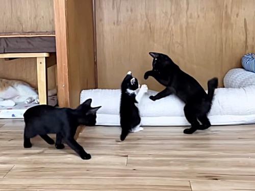 3匹で遊ぶ様子
