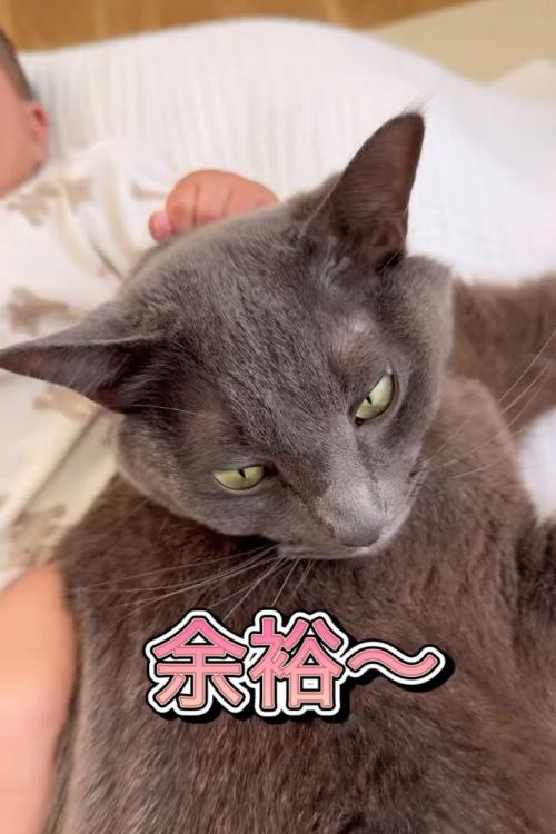 赤ちゃんに掴まれる猫