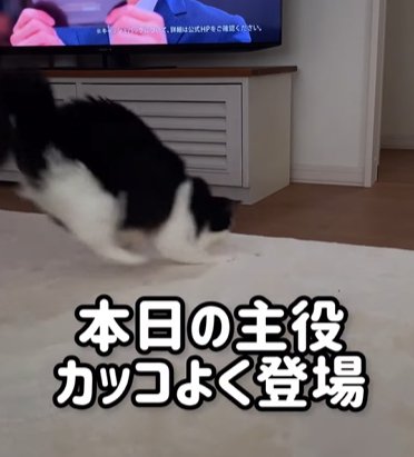 飛び込むように画面に登場する猫（本日の主役カッコよく登場）