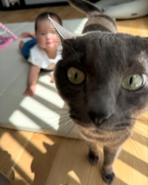 カメラに近づく猫