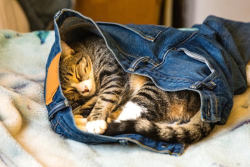 ジーンズの中に入って眠る子猫