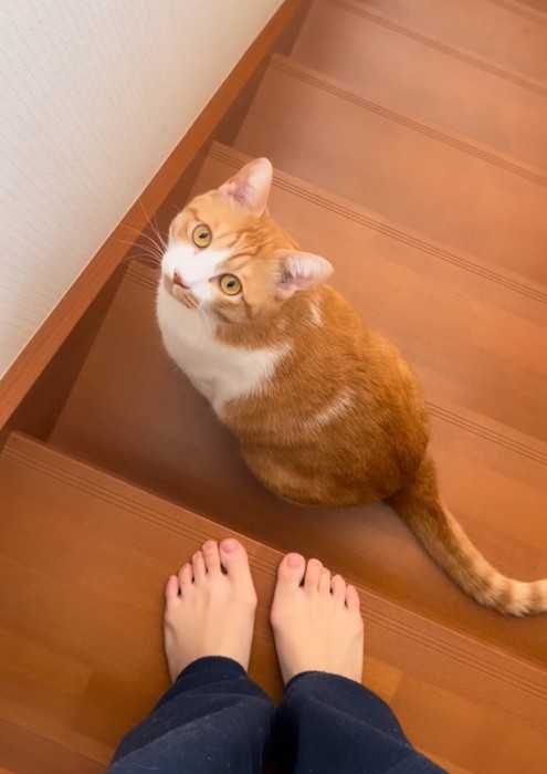 疑いの目を向ける猫