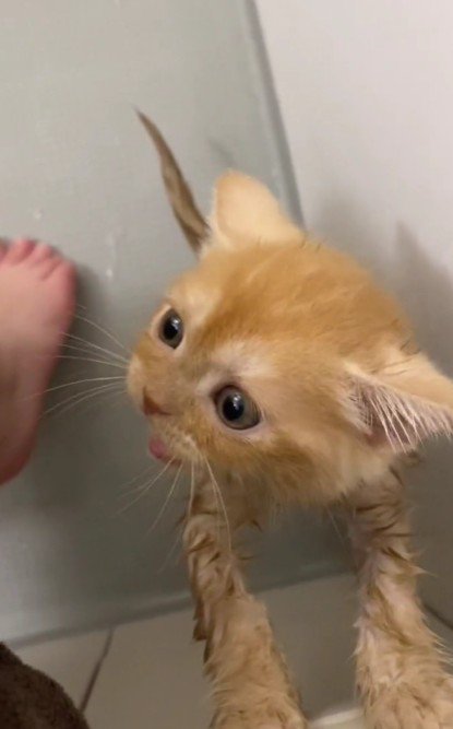 お風呂を嫌がる子猫