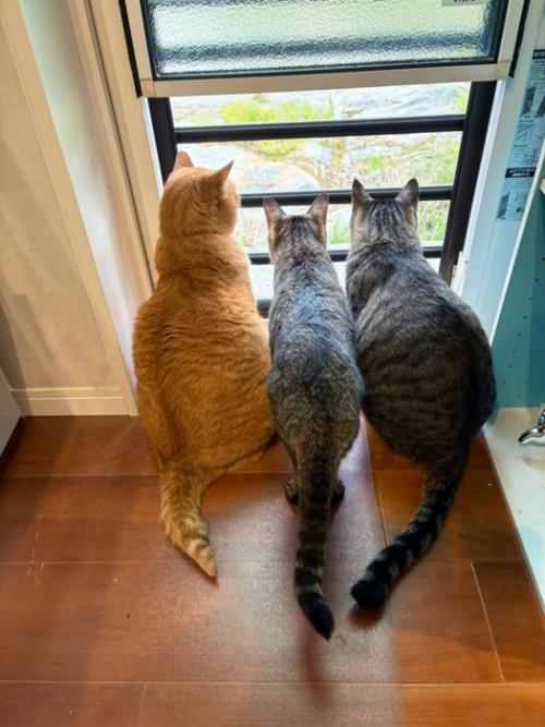 3匹並んで外を眺めている様子