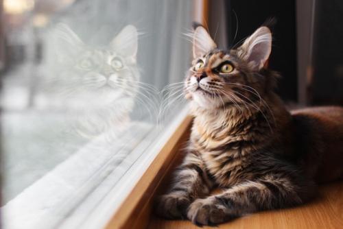 窓際でくつろぐ猫