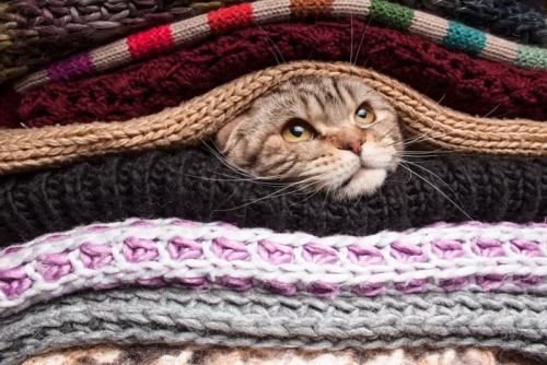 畳んだウールセーターの間に潜り込む猫