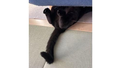 ソファの下にいる猫