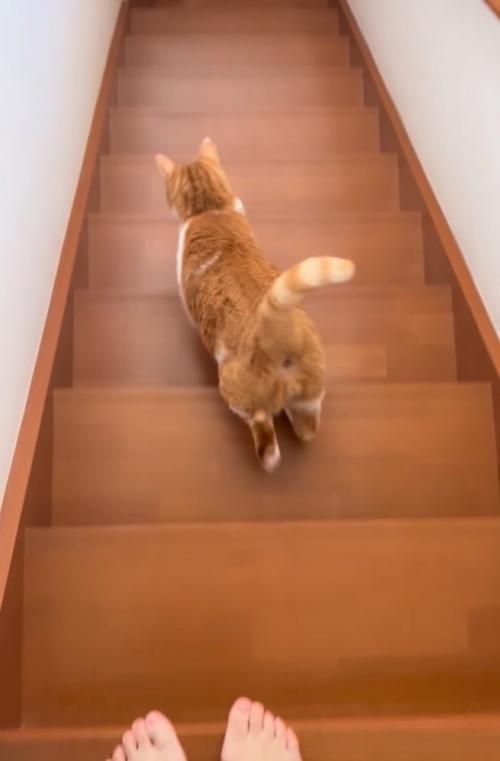 階段を下る猫
