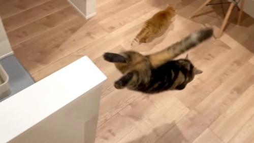飛び降りる猫