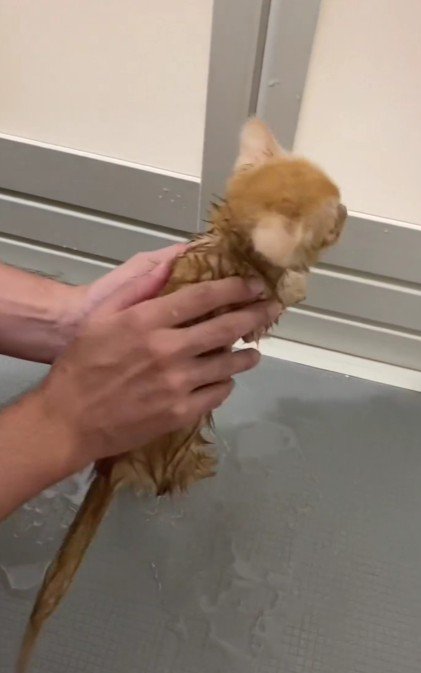 お風呂を嫌がる子猫