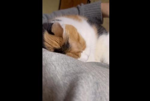 頭を擦りつけて