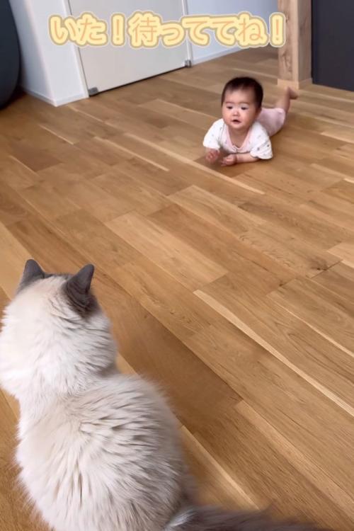 白い猫を追いかける赤ちゃん