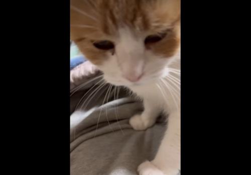 俯くミケちゃん