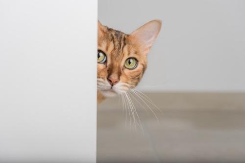 様子を伺う猫