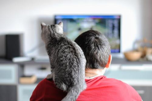 テレビゲームをする男性の肩にのる猫
