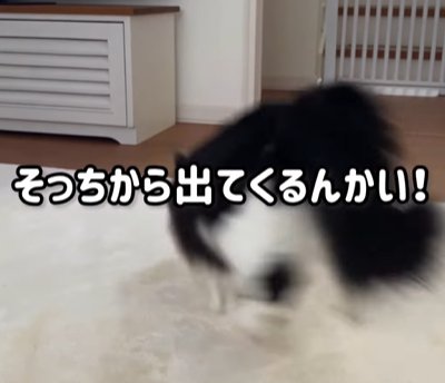 絨毯に飛び込む猫（そっちから出てくるんかい！）