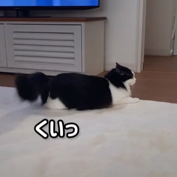 向かって右をみながら尻尾を下げてふる猫（くいっ）