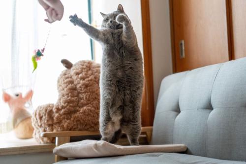 立ち上がって遊ぶ猫