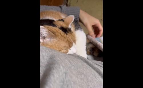 目を閉じるミケちゃん