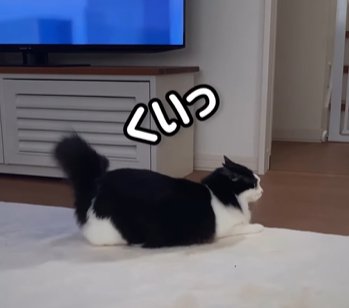 向かって右をみながら尻尾を上げてふる猫（くいっ）