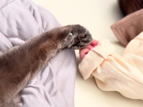 猫の前足と赤ちゃんの手