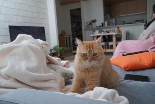 ふみふみする猫