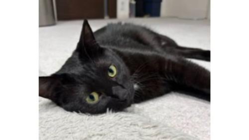 室内にいる猫