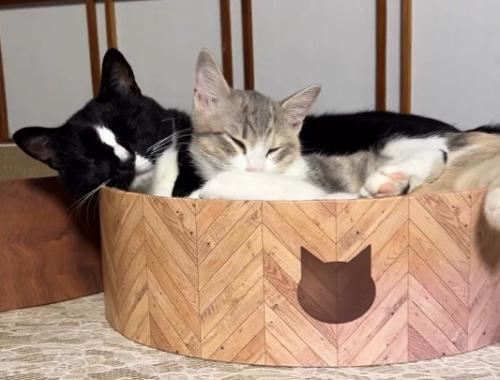 三毛猫に後ろ足を乗せて眠る白黒猫