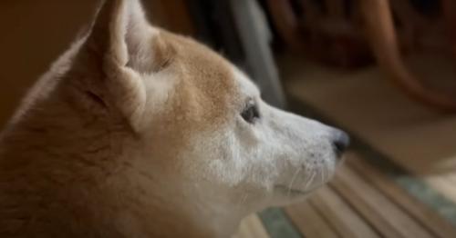 犬の様子