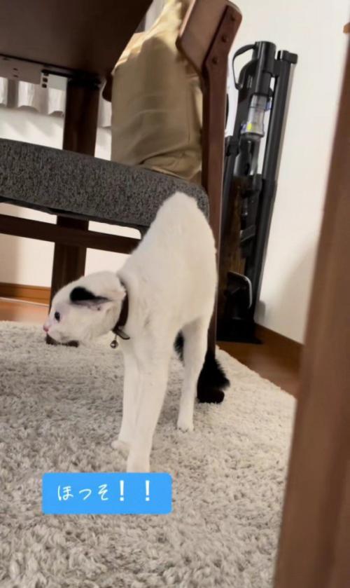 緊張で細くなる猫