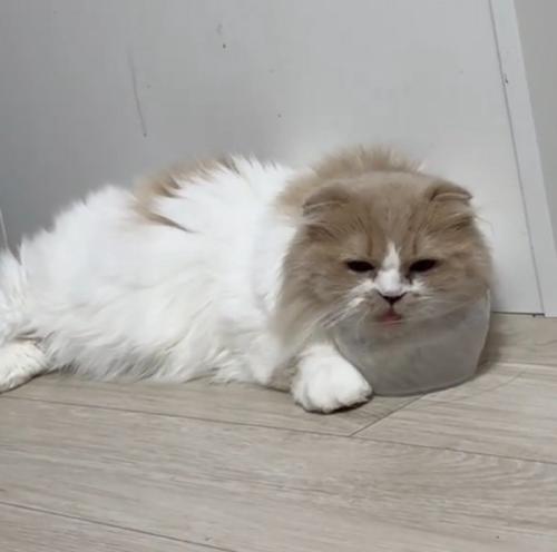 二日酔いみたいな猫