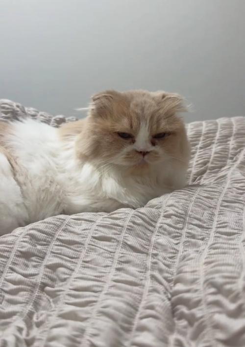 ベッドで座る猫