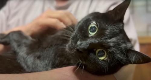 猫の様子