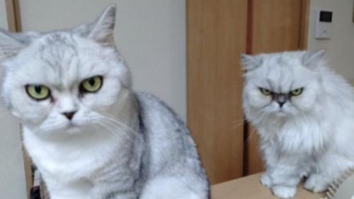 2匹の猫