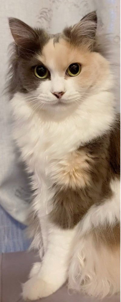 きれいに洗われた三毛猫