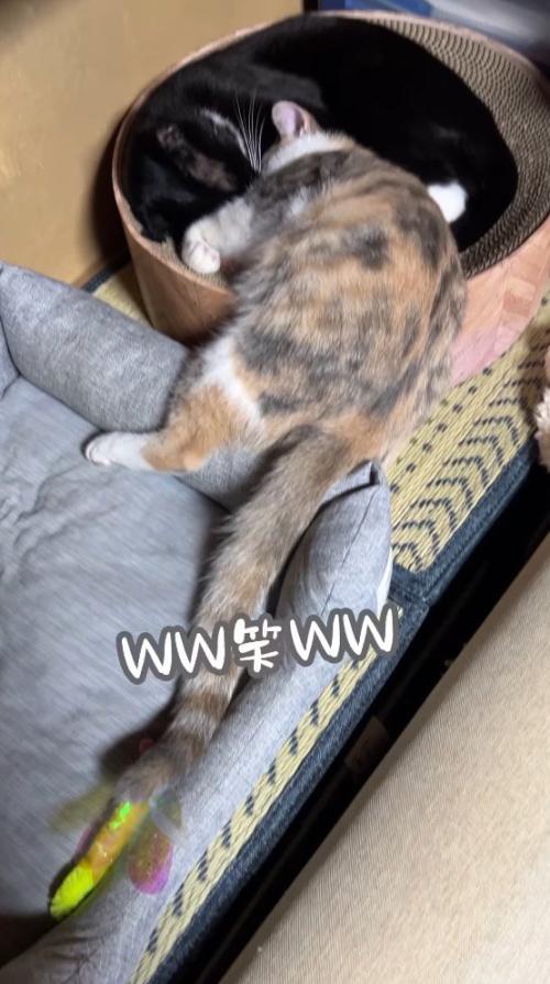 くっついて眠る2頭の猫