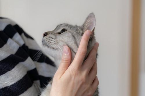猫をなでる人