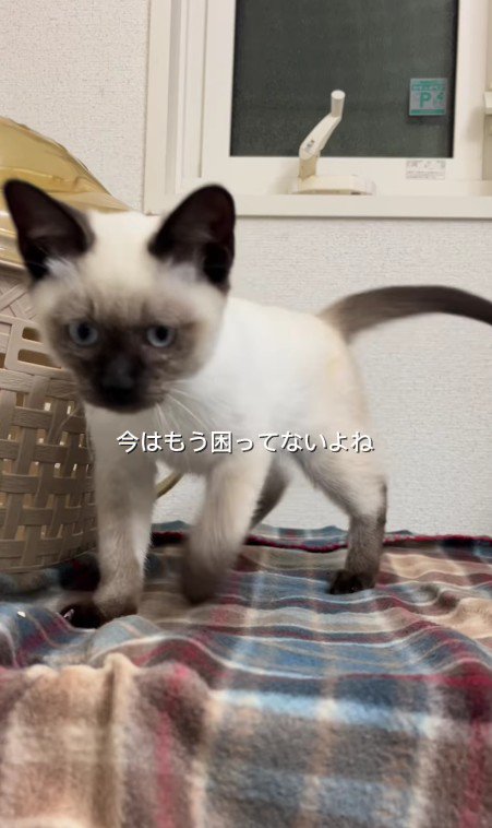 困り顔の猫