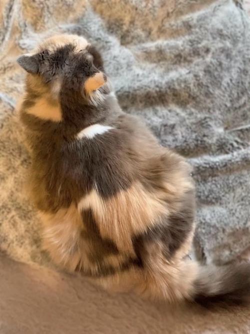 上から見た三毛猫