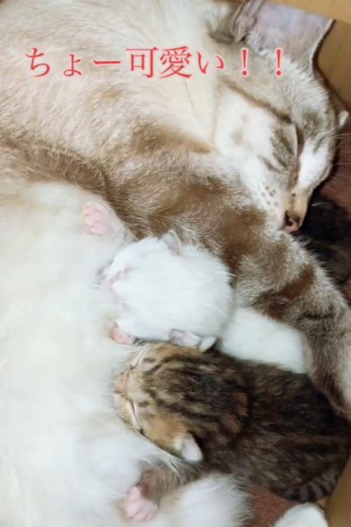 母猫と子猫