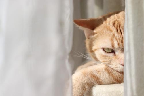 カーテンの中から睨む猫