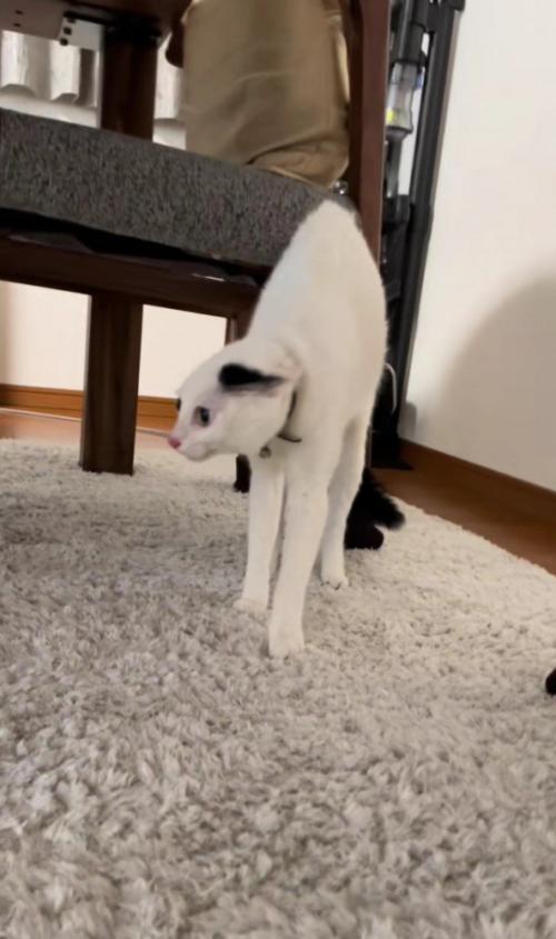 緊張で細くなる猫