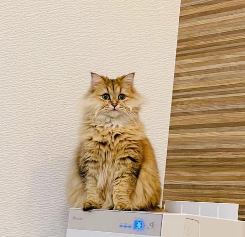 洗濯機の上に座るペルシャ猫