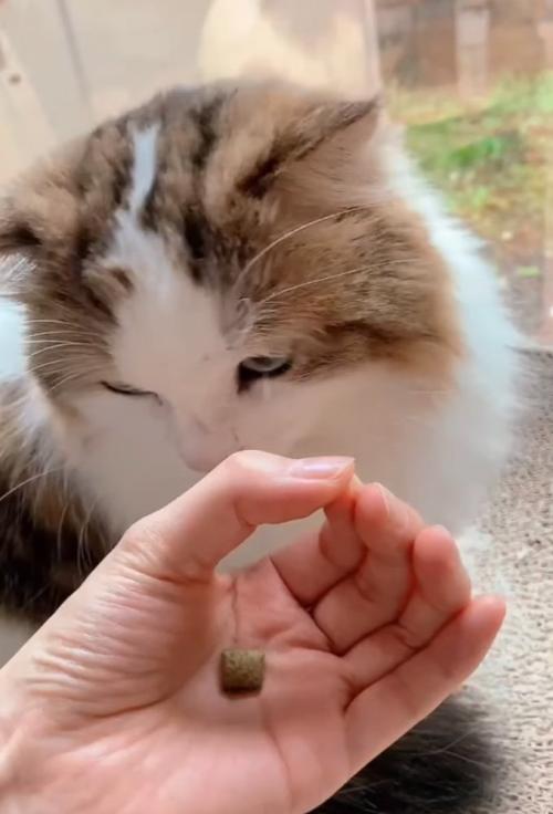 俯く猫