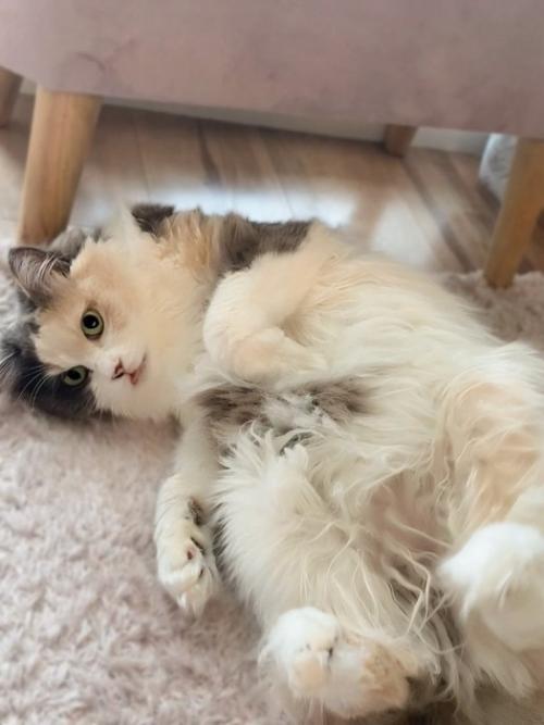 仰向けになっている猫