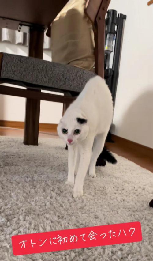 緊張でかたまる猫