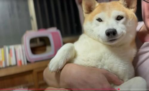 犬の様子