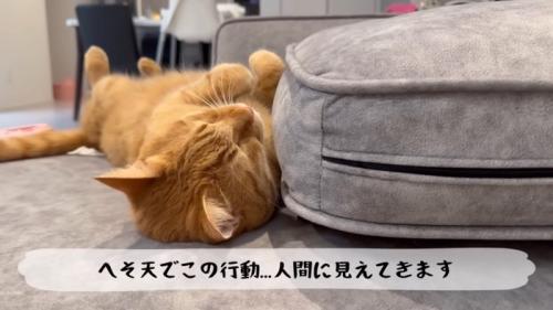 テロップ「へそ天でこの行動…～」