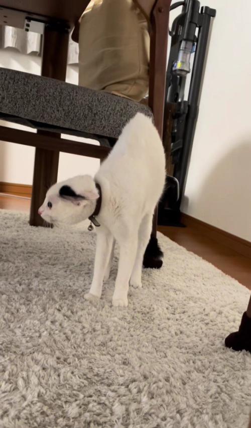 緊張で細くなる猫