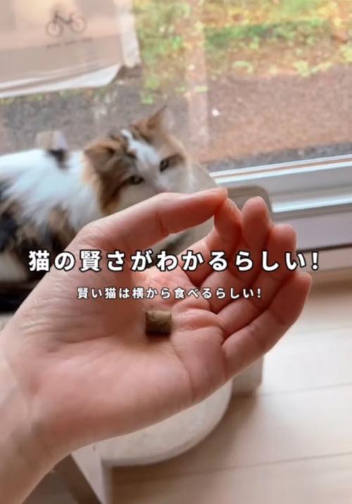 賢さ検証